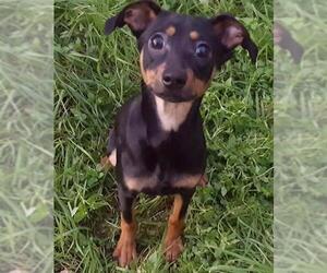 Chiweenie Dogs for adoption in Weatherford, TX, USA