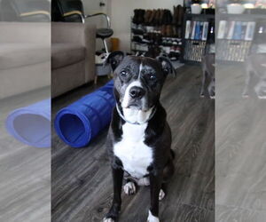 Mutt Dogs for adoption in Cape May, NJ, USA