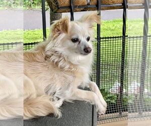 Chihuahua-Unknown Mix Dogs for adoption in Parker Ford, PA, USA