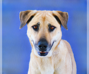 Mutt Dogs for adoption in Pasadena, CA, USA