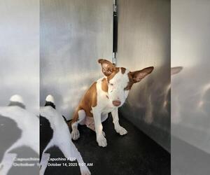 American Staffordshire Terrier Dogs for adoption in San Antonio, TX, USA