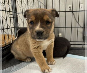 American Staffordshire Terrier-Australian Shepherd Mix Dogs for adoption in MIDWAY, UT, USA