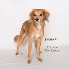 Golden Retriever-Unknown Mix Dogs for adoption in Campbell, CA, USA