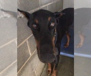 Doberman Pinscher Dogs for adoption in Clarkesville, GA, USA