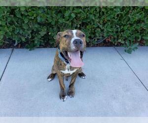 American Pit Bull Terrier Dogs for adoption in Santa Clara, CA, USA
