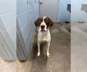 German Shorthaired Pointer Dogs for adoption in Evansville, IN, USA