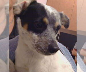 Chihuahua Dogs for adoption in Sacramento, CA, USA