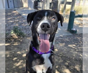 Borador Dogs for adoption in Martinez, CA, USA