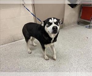 Alaskan Malamute-Unknown Mix Dogs for adoption in Conroe, TX, USA