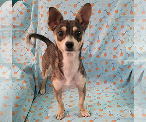 Chihuahua-Unknown Mix Dogs for adoption in FAIRLAWN, OH, USA