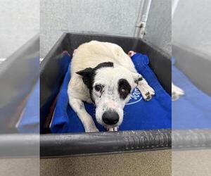 Mutt Dogs for adoption in HESPERIA, CA, USA