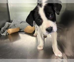 Mutt Dogs for adoption in Grand Prairie, TX, USA