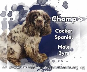 Cocker Spaniel Dogs for adoption in Anchorage, AK, USA