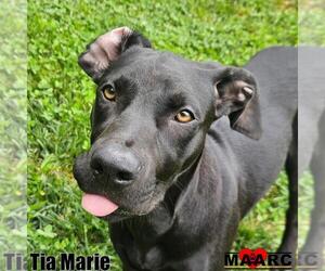 Labrador Retriever-Unknown Mix Dogs for adoption in Maryville, TN, USA