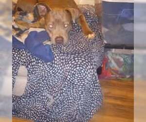 American Pit Bull Terrier Dogs for adoption in Pacific grove , CA, USA