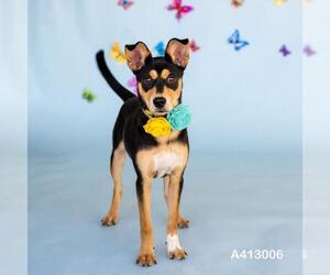 Australian Kelpie-Unknown Mix Dogs for adoption in Conroe, TX, USA