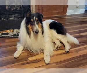 Collie Dogs for adoption in Pueblo West, CO, USA