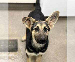 German Shepherd Dog-Unknown Mix Dogs for adoption in HESPERIA, CA, USA