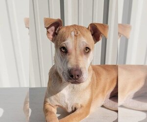 Labrador Retriever-Unknown Mix Dogs for adoption in wanaque, NJ, USA