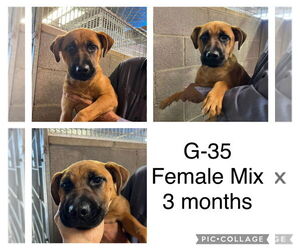 Black Mouth Cur-Unknown Mix Dogs for adoption in San Diego, CA, USA