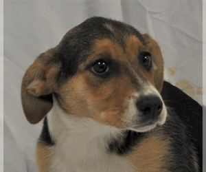 Australian Shepherd-Unknown Mix Dogs for adoption in Silver Spring, MD, USA