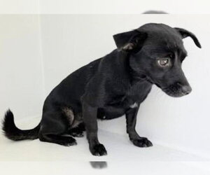 Chihuahua Dogs for adoption in Houston, TX, USA