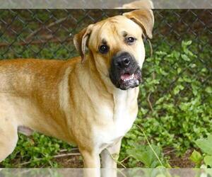 Black Mouth Cur-Unknown Mix Dogs for adoption in Tallahassee, FL, USA