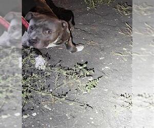 American Staffordshire Terrier-Unknown Mix Dogs for adoption in San Antonio, TX, USA