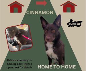 Australian Shepherd-Unknown Mix Dogs for adoption in Lindsay, CA, USA