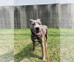 Staffordshire Bull Terrier-Unknown Mix Dogs for adoption in Louisville, KY, USA