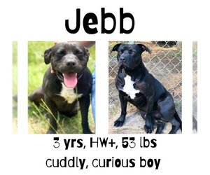 Mutt Dogs for adoption in Albany, GA, USA