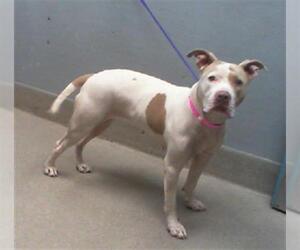 American Pit Bull Terrier-Unknown Mix Dogs for adoption in Las Vegas, NV, USA
