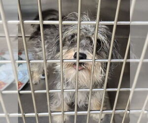 Mutt Dogs for adoption in Decatur, IL, USA