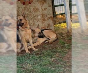 German Shepherd Dog Dogs for adoption in Cochise, AZ, USA