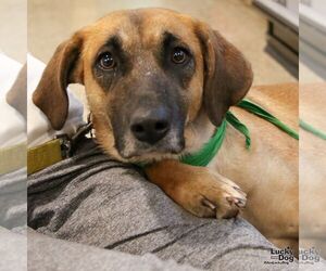 Mutt Dogs for adoption in Washington, DC, USA