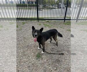 Akita-German Shepherd Dog Mix Dogs for adoption in Redlands, CA, USA