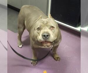 American Pit Bull Terrier Dogs for adoption in Long Beach, CA, USA