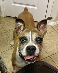 Medium Photo #1 Boxer Puppy For Sale in Hurst, TX, USA