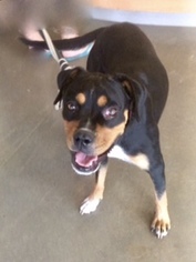 Rottweiler Dogs for adoption in Pampa, TX, USA