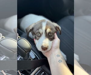 Huskies -Unknown Mix Dogs for adoption in Phoenix, AZ, USA