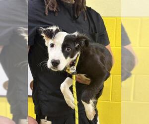 Border Collie Dogs for adoption in Forestville, MD, USA