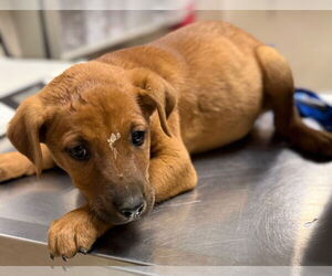 Labrador Retriever-Unknown Mix Dogs for adoption in Conroe, TX, USA
