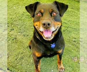 Rottweiler Dogs for adoption in San Pablo, CA, USA