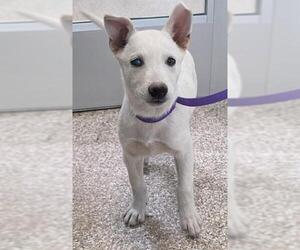 Mutt Dogs for adoption in Pueblo, CO, USA