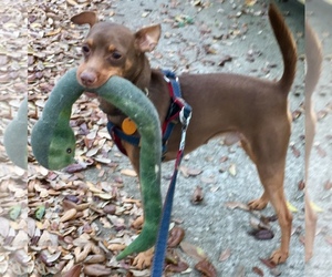 Miniature Pinscher Dogs for adoption in Tampa, FL, USA