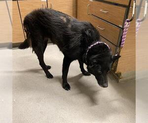 German Shepherd Dog-Unknown Mix Dogs for adoption in Modesto, CA, USA