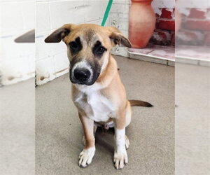 German Shepherd Dog-Unknown Mix Dogs for adoption in San Bernardino, CA, USA