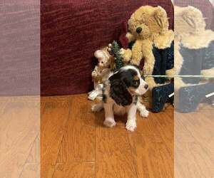 Cavalier King Charles Spaniel Dogs for adoption in HOPKINSVILLE/PRINCETON, KY, NH, USA
