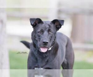 Labrador Retriever-Unknown Mix Dogs for adoption in Sandy, UT, USA