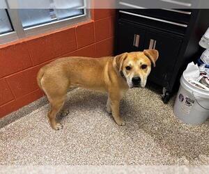 Rottweiler-Unknown Mix Dogs for adoption in Pueblo, CO, USA